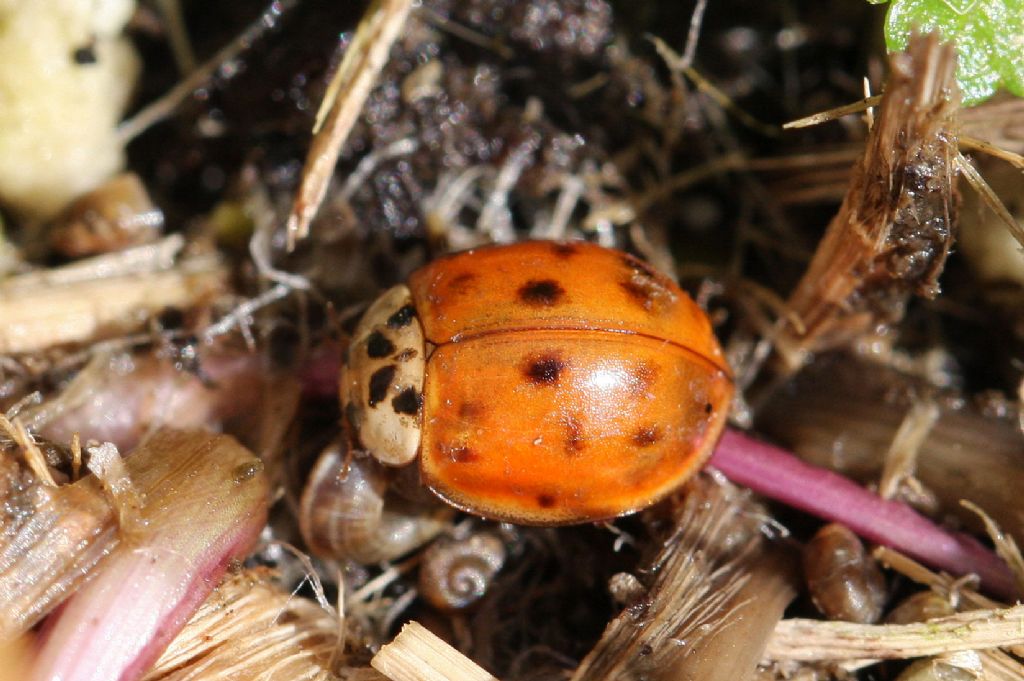 Harmonia quadripunctata e H. axyridis